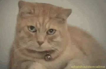 giphy.webp