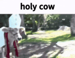 Cow Pope GIF