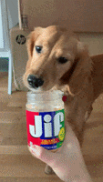 Golden Retriever Puppy GIF by Jesse Ling