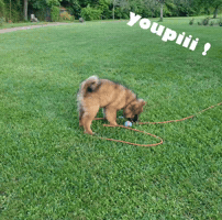 Happy GIF
