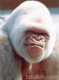 Monkey Smile GIFs