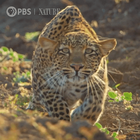 Wildlife gif. Leopard majestically prowls through dirt before elegantly settling down. The sunlight creates a warm, mystical ambience and accentuates its light yellow-green eyes.