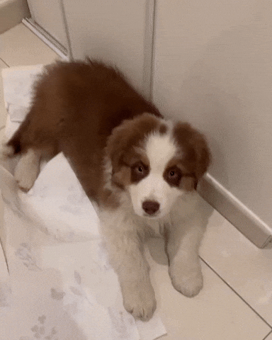 Cute Puppy Berger Australien GIF
