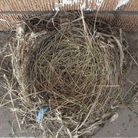 birds nest bird GIF