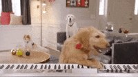 Dog-Piano Gifs - Get The Best Gif On Giphy