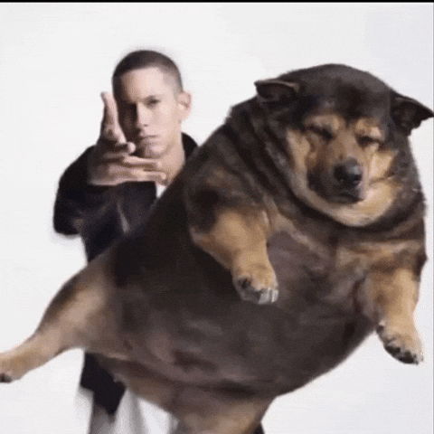 Fat Dog GIF