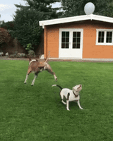 Dogs Playing GIF