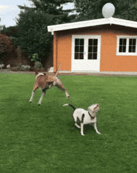 Dog-pan GIFs - Get the best GIF on GIPHY