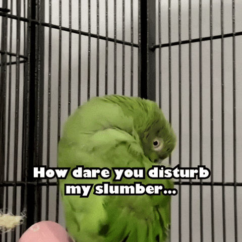 Woke Me Up Parakeet GIF