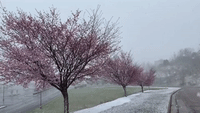 Snowflakes Swirl Around Cherry Blossom Trees in Pittsburgh