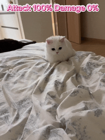 Mango Fluffycat GIF