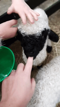 A-lamb-a-dove GIFs - Get the best GIF on GIPHY