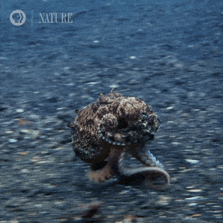 Pbs Nature Sea GIF by Nature on PBS