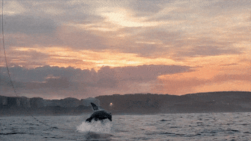 Physics Discovery GIF by Shark Week