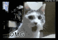 Cat-meow-angry GIFs - Get the best GIF on GIPHY