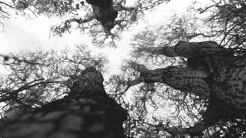 wim wenders trees GIF by Maudit