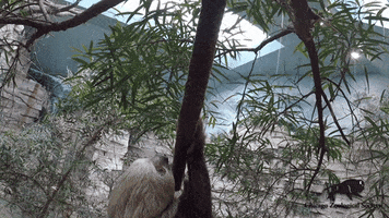Upside Down Sloth GIF by Brookfield Zoo