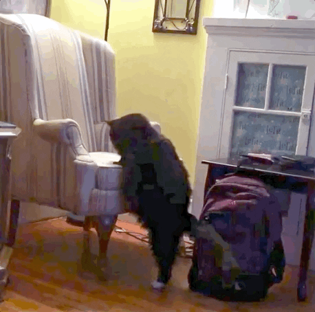 Cat Fail GIF by Ridiculousness