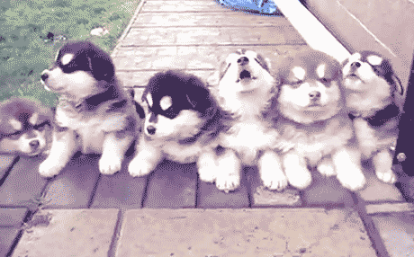 Malamute GIFs - Get the best GIF on GIPHY