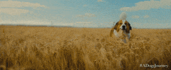 best friend running GIF by A Dog's Journey