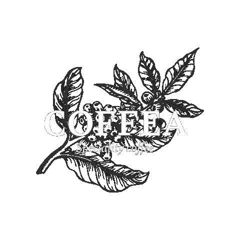 Coffea Sticker