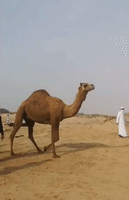 Camel Rescued After Being Stuck in Sand 