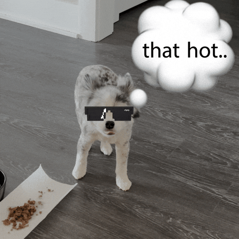 Dog Koko GIF by heroboard fitnes
