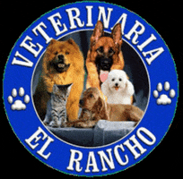 Veterinaria Rancho GIF by greenfoodpet