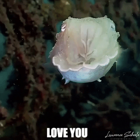 I Love You Kisses GIF by OctoNation® The Largest Octopus Fan Club!