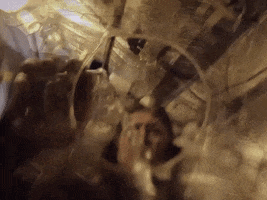 Season 8 Episode 3 GIF by National Geographic Channel