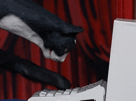 Cat Working GIF by Team Coco