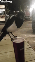 Magpie Steals A Sip of Cider