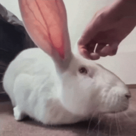 Bunny GIF
