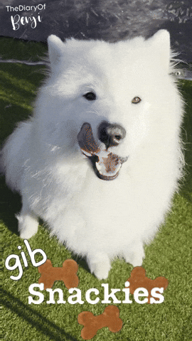 Dog Candy GIF
