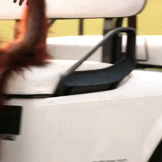 Golf Baby GIF - Find & Share on GIPHY
