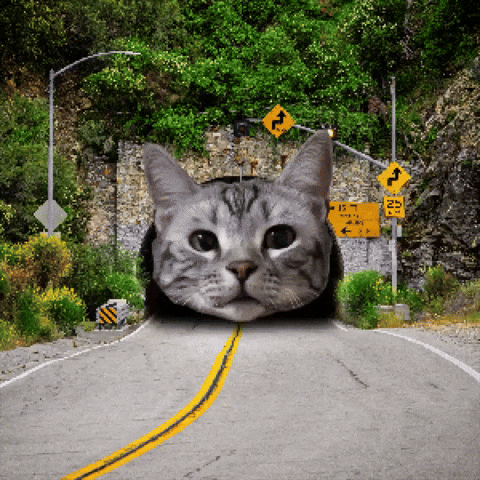 Cat Car GIF