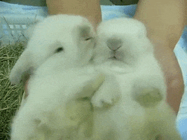 bunnies snuggle GIF
