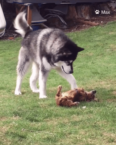 Dogs Challenge GIF by Pamily