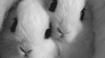 Easter Bunnies GIF