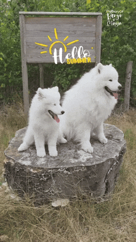 Summer GIF