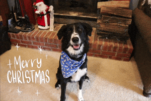Dog GIF