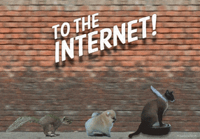 To The Internet GIF
