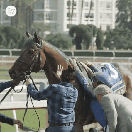 Winner Love GIF by World Horse Racing