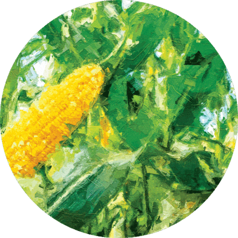 Agroeste Showrural Sticker by bayeragro