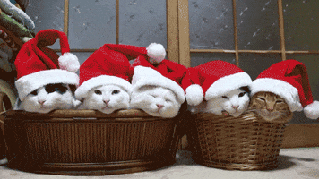 Image result for cat on christmas