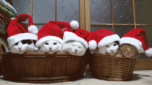 My Cat Hates Christmas GIFs - Get the best GIF on GIPHY