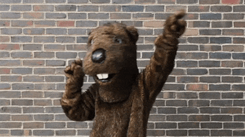 beaver dancing GIF by Welcome to the BVR Dam