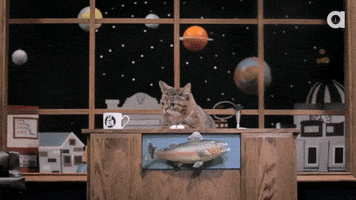 Lil Bub Hello GIF by Internet Cat Video Festival