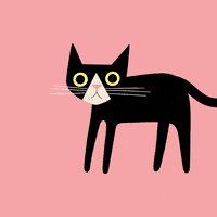 Cat Animation GIF by Studio AKA