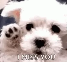 Miss You So Much GIF by memecandy
